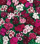 Seminte profesionale Dianthus barbatus - Garofite de gradina